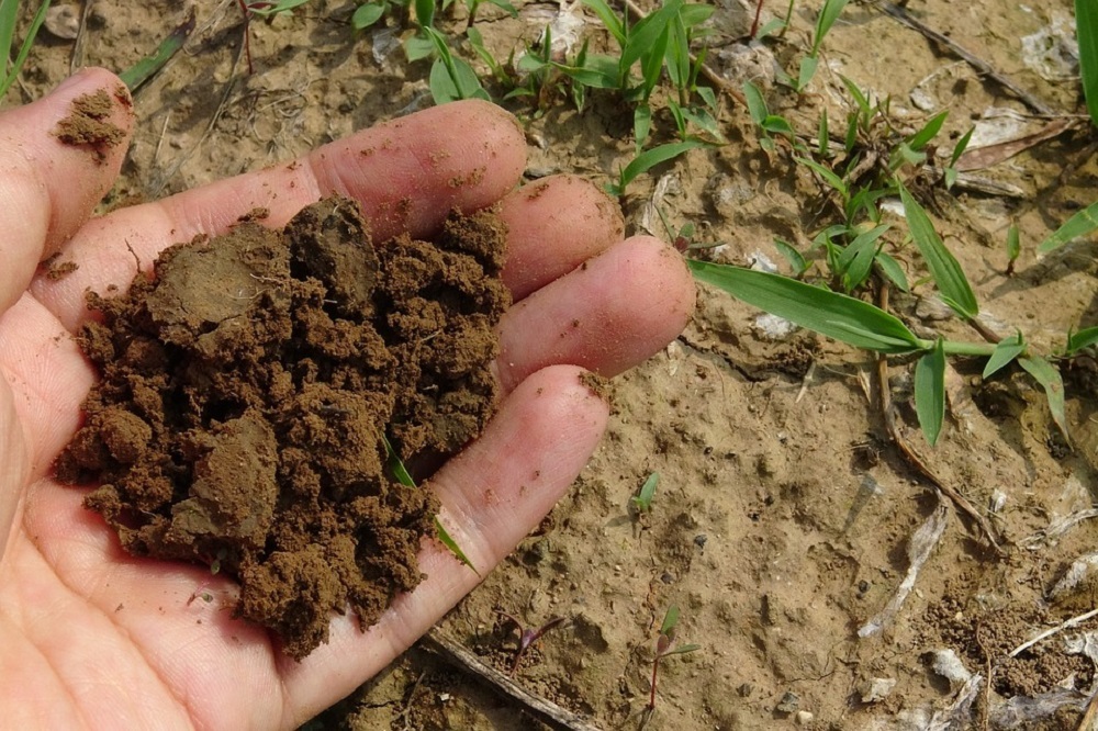 Optimaal inzetten op compost voor een vruchtbare en weerbare bodem