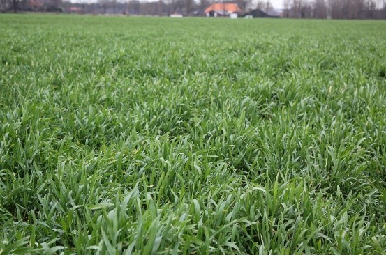 Snelle Lente Rogge voor het effectief vangen van reststikstof en voor productie van drogestof en eiwit