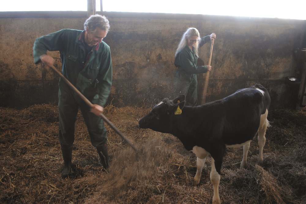 Flingk Van Popta melkveebedrijf melkveehouderij