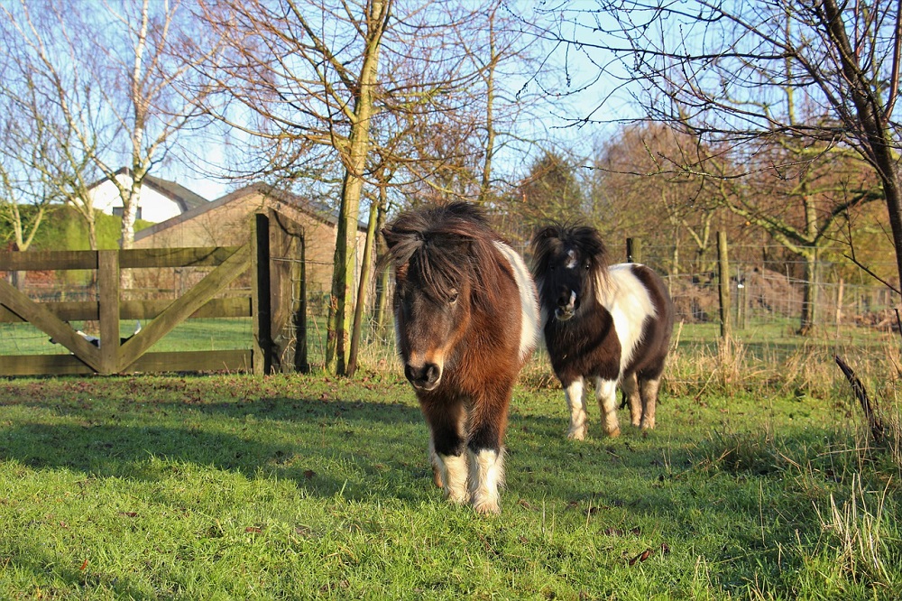 Wolf dood twee shetlandpony's: is ons vee in gevaar?