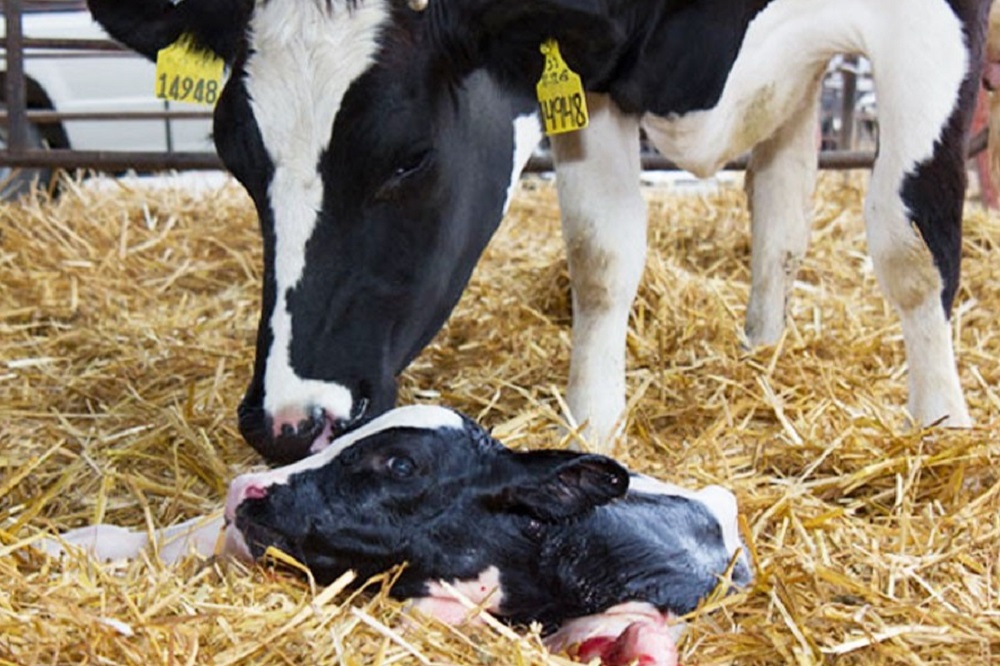 Niet goed opschoonde baarmoeder zorgt voor langere TKT en meer inseminaties