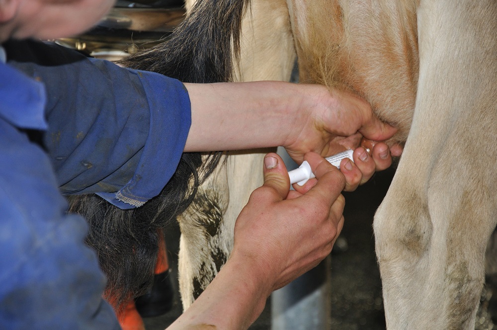 Oproep tot deelname aan enquête over mastitis