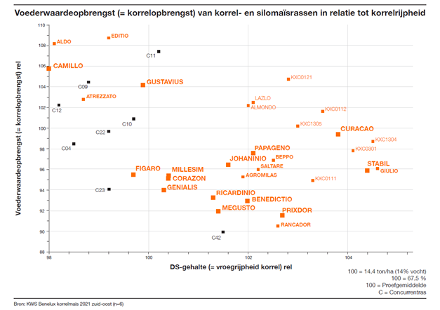 Meer melk- en vleesproductie dankzij zetmeel uit maïs