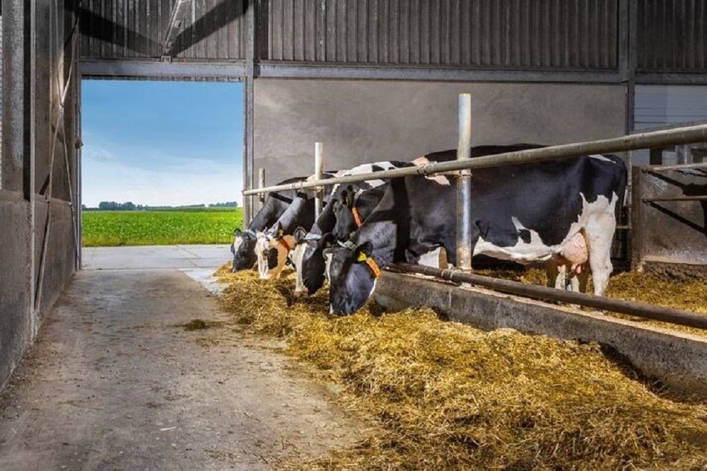 Hoe zorg je voor probleemloos afkalven en een goede start van de lactatie