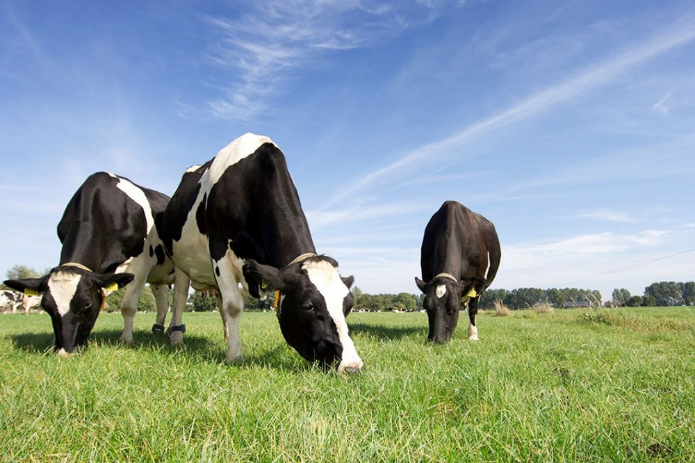 Alternatieve meststoffen op grasland: Waar let je op?