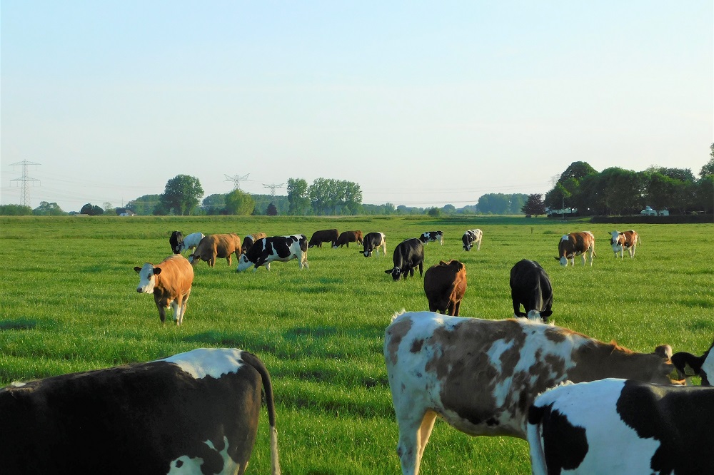 Weiden, welk systeem past bij mij?