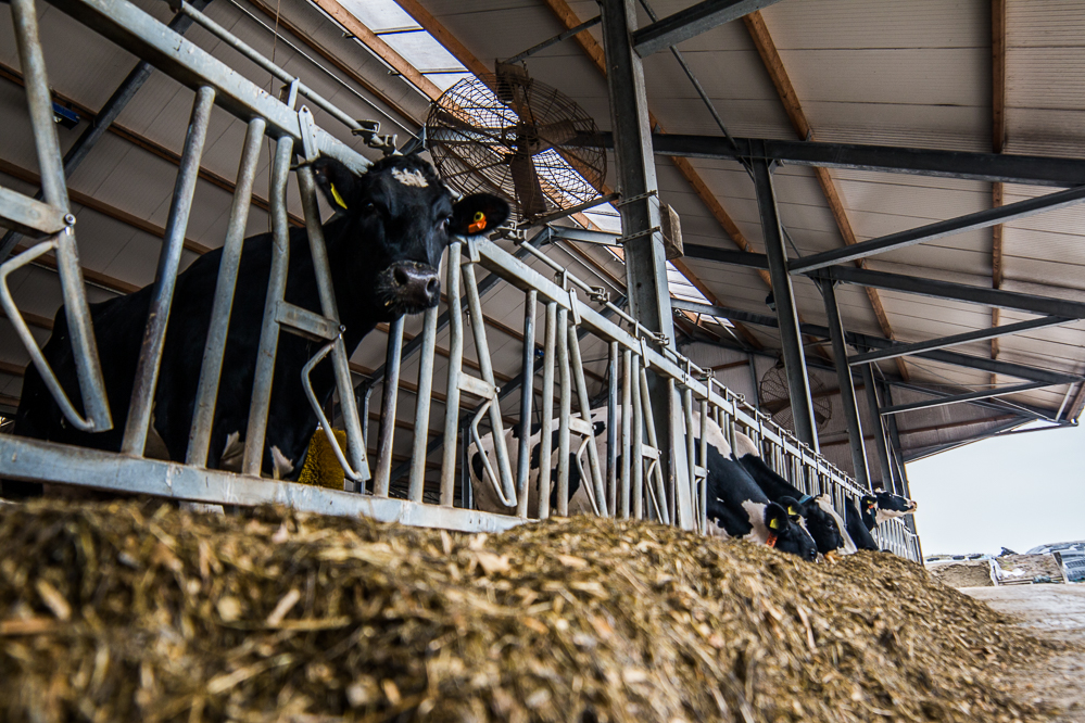 Tegemoetkoming voor gebruik veevoer met methaanreducerend effect