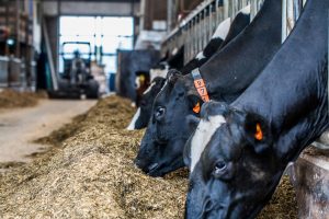 Ook de weermarkt beïnvloedt terug de grondstofprijzen