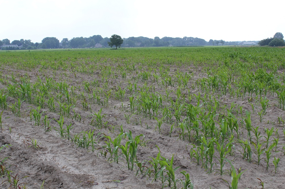 Veel plantuitval als gevolg van ritnaalden