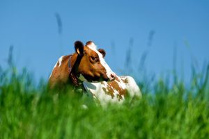 Bescherm je dieren tegen parasitaire infecties tijdens het weideseizoen