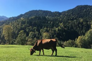 Duitsers drinken minder melk