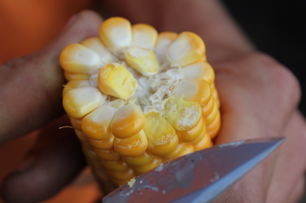 Oogst silomaïs spoedig van start: perfect hakselweer in het vooruitzicht 