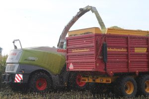 Oogst silomaïs spoedig van start: perfect hakselweer in het vooruitzicht