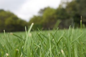 6 tips om het eiwit uit je najaarsgras maximaal te benutten