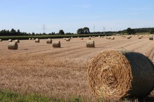 Grondstoffen Ondanks hitte en droogte, volop granen in de wereld