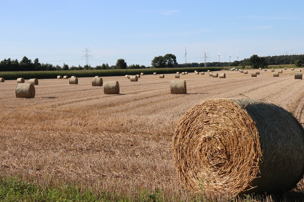 Grondstoffen Ondanks hitte en droogte, volop granen in de wereld