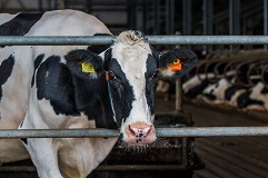 Internationale week van de sensibilisering voor verstandig gebruik van antibiotica, ook bij dieren!