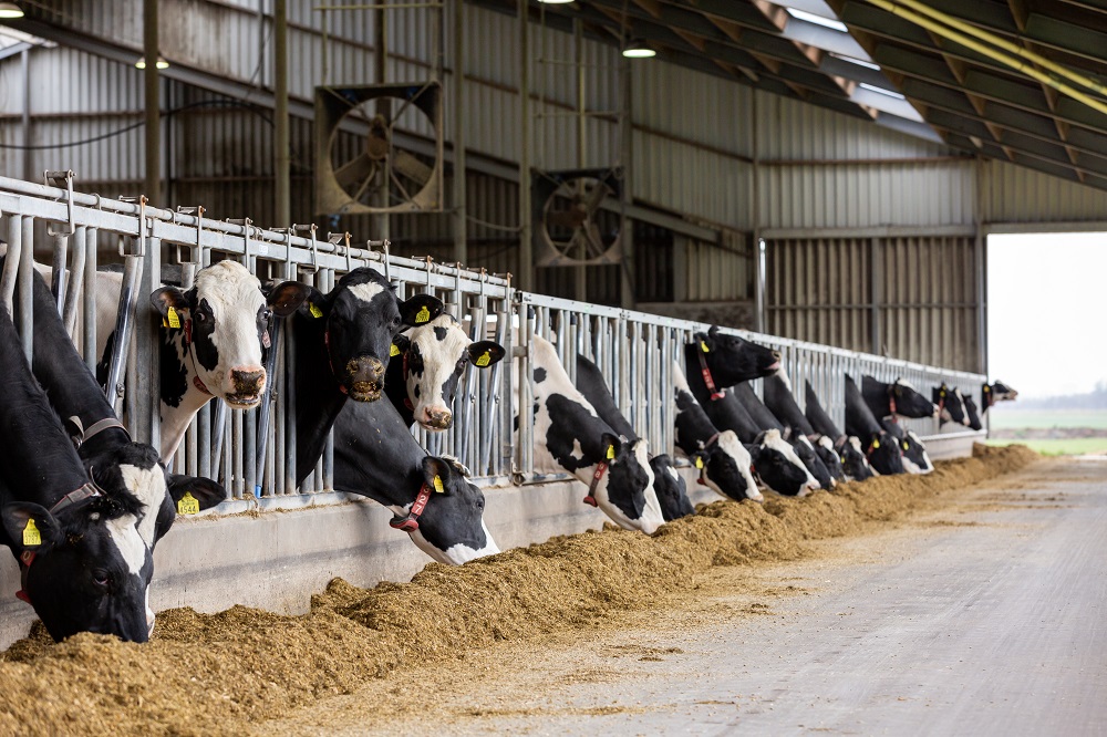 We besparen 15 arbeidsuren per dag enkel rondom het melken - Lely