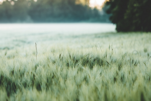 Agrifirm ondersteunt al langere tijd met het telen van eiwitgewassen op Nederlandse grond. Zo is Agrifirm ongeveer 10 jaar geleden de sojateelt als pilot begonnen. Steeds meer akkerbouwers en veehouders hebben de afgelopen jaren ervaring opgedaan met de teelt van veldbonen. Dit doen we door diverse opbrengst- en kwaliteitsproeven in Nederland.