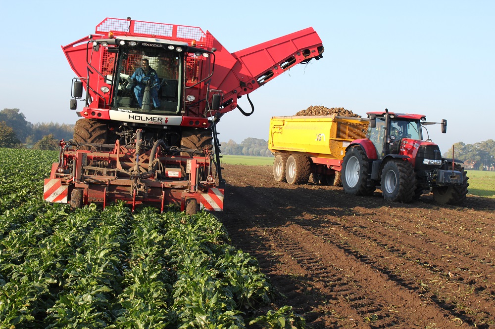 KWS Feedbeet populaire voederbiet