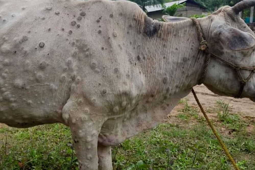 Indiase veestapel getroffen door lumpy skin disease