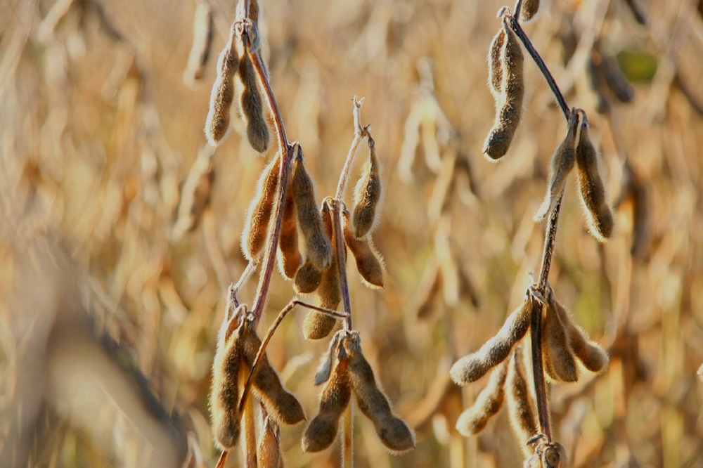 Agrifirm gaat voor ontbossings- en conversievrije sojaketen