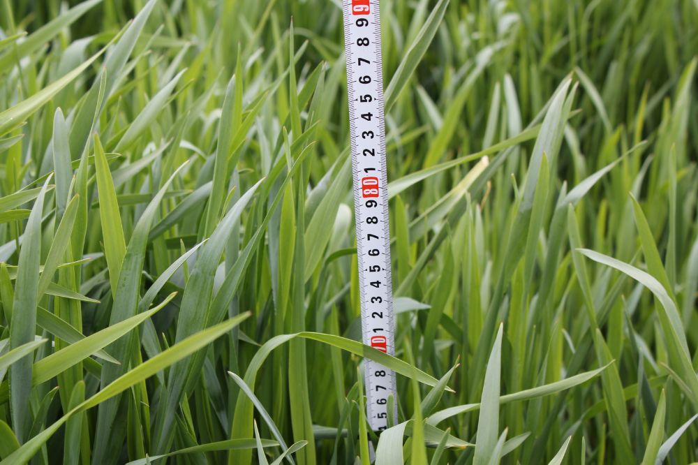 Het optimale oogstmoment is bij een gewaslengte van 70 cm Snelle Lente Rogge