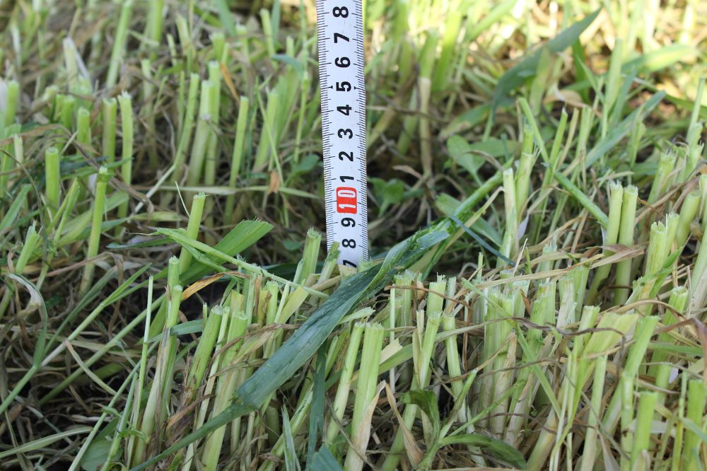 Maai Snelle Lente Rogge bij een stoppelhoogte van 8-10 cm