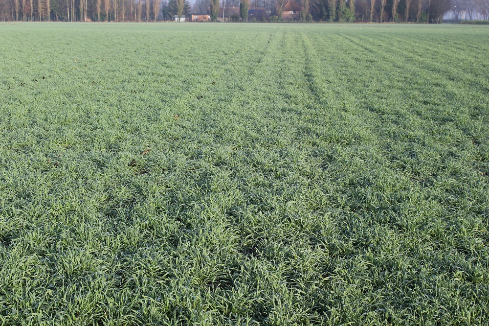 Juiste grond en grondbewerking voorafgaand aan de teelt van maïs