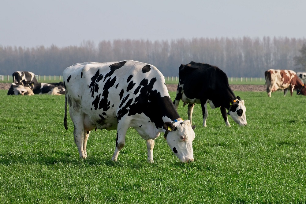 Op zoek naar het evenwicht tussen weiden en gemolken worden17 maart 2023