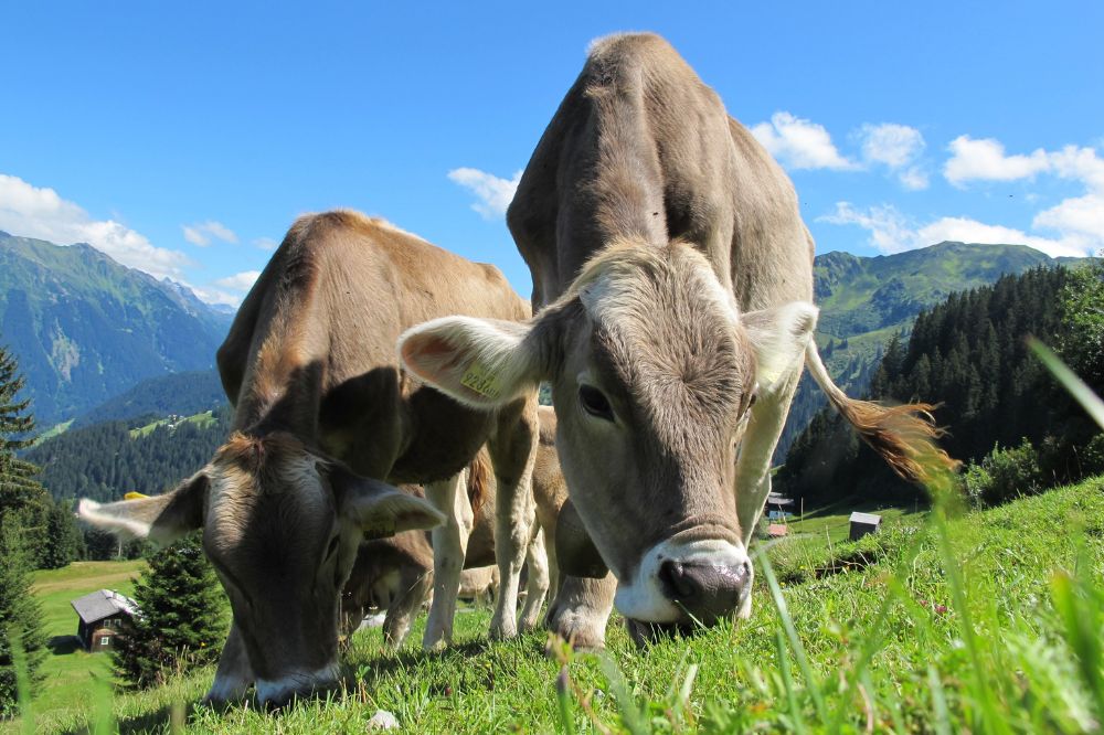 57 miljoen liter consumptiemelk vervaardigd in januari