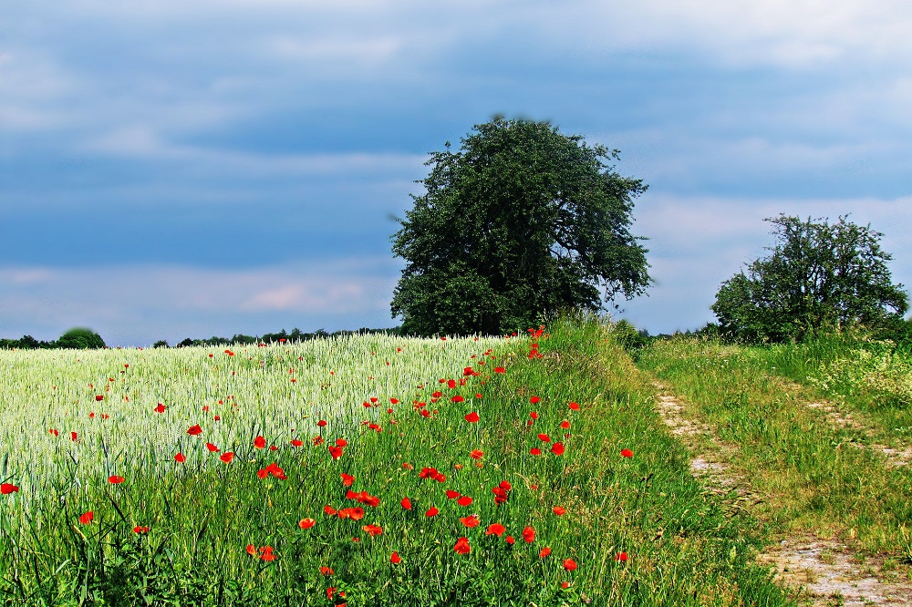 Biodiversiteit