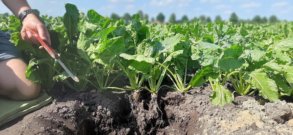 In een profielkuil op het bietenperceel van Vossebelt is de wortelontwikkeling van de voederbiet goed te zien. Deze bieten zullen niet snel last krijgen van droogte. De wortels vinden makkelijk hun weg in deze grond met goede structuur.