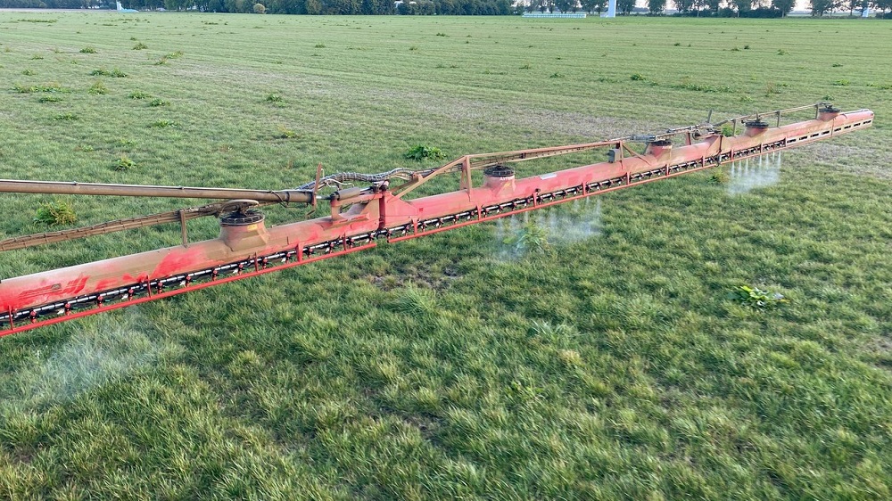 Waarom het bestrijden van ridderzuring in kruidenrijk grasland (on)mogelijk is