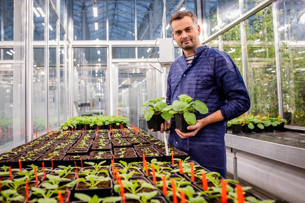 Plantensuikers als vaccin tegen maagwormen