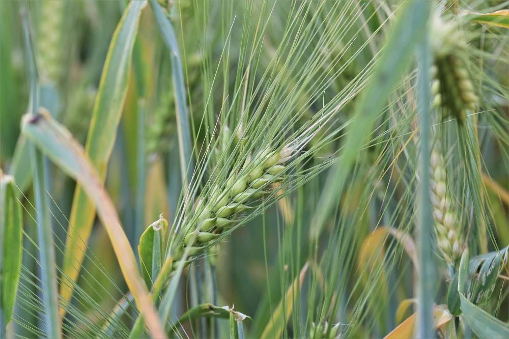 Wat als landbouwers door wateroverlast niet kunnen voldoen aan vanggewasregeling?