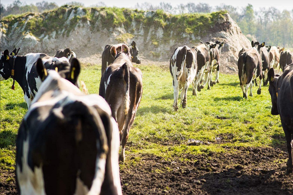 Wat betekent het Vlaamse stikstofbeleid voor uw bedrijf?