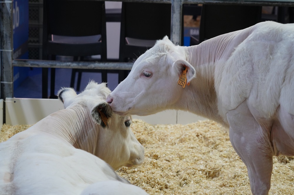 Agridagen: rundveesector sterker vertegenwoordigd dan voorheen