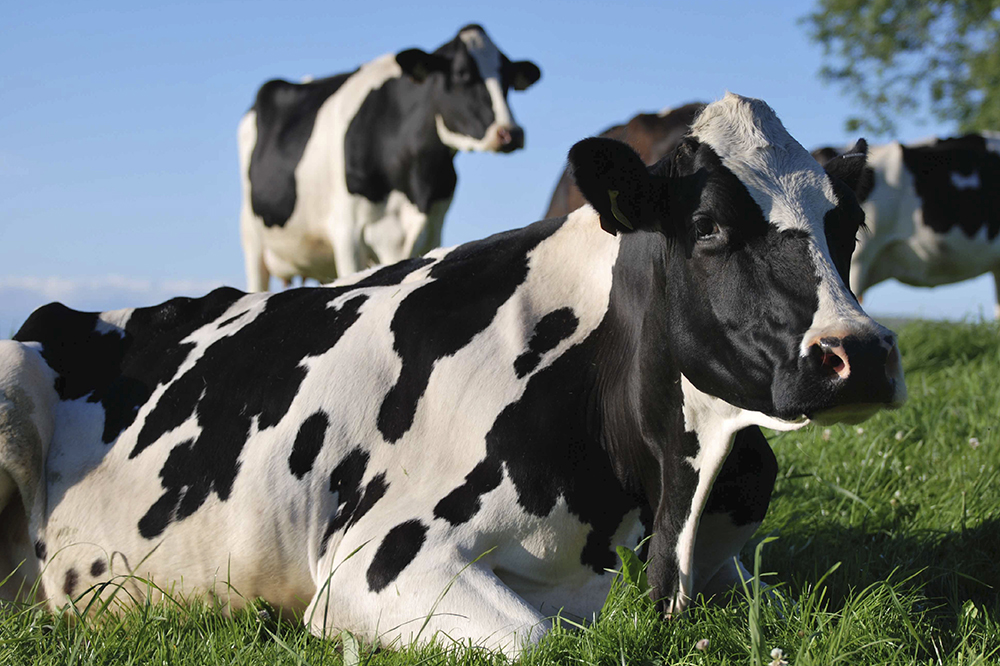 SilvAir verlaagt methaan én brengt eiwit en calcium