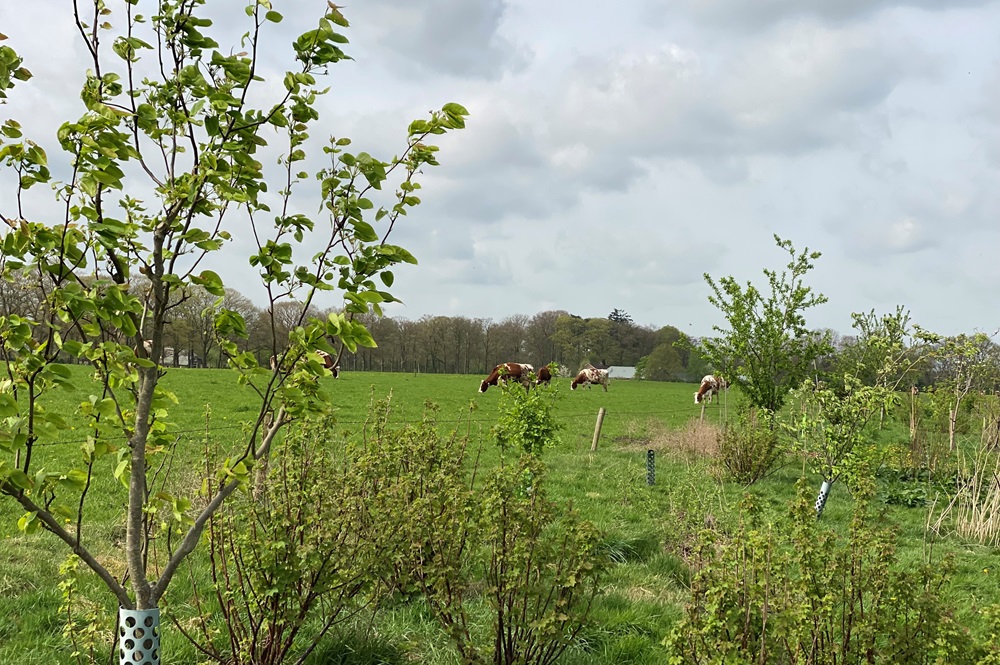 Agroforestry 2 - Agroforestry regels en vergunningen voor aanplanten
