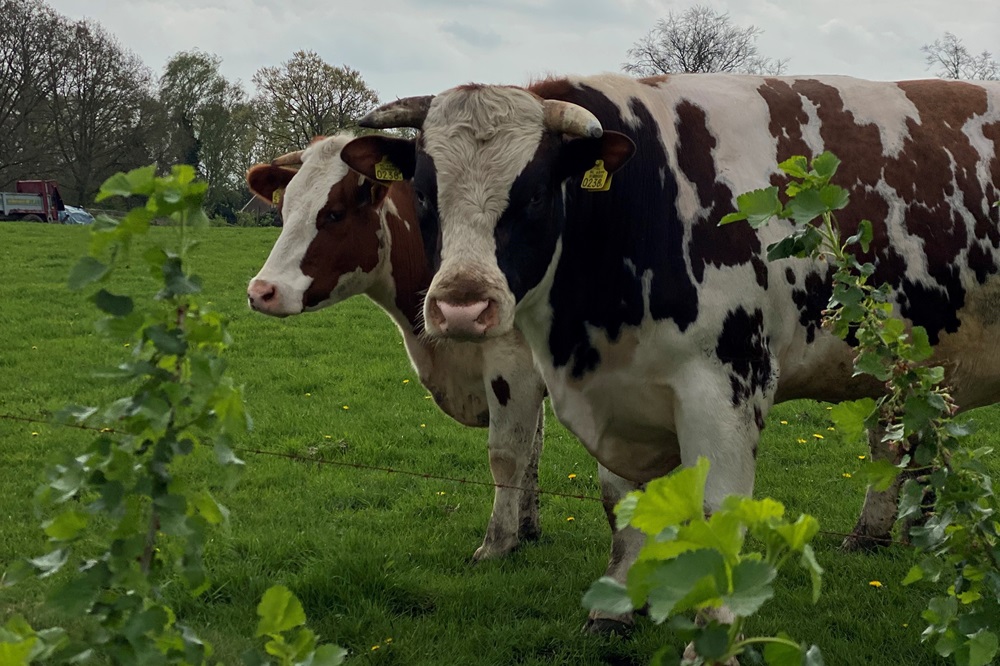 Dragend beeld agroforestry - Agroforestry zien we door de bomen de wei nog wel