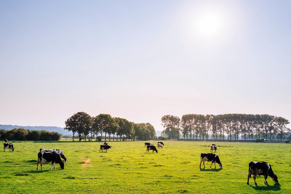 Blauwtong: Meer dan 3.600 bevestigde besmettingshaarden in België in 2024