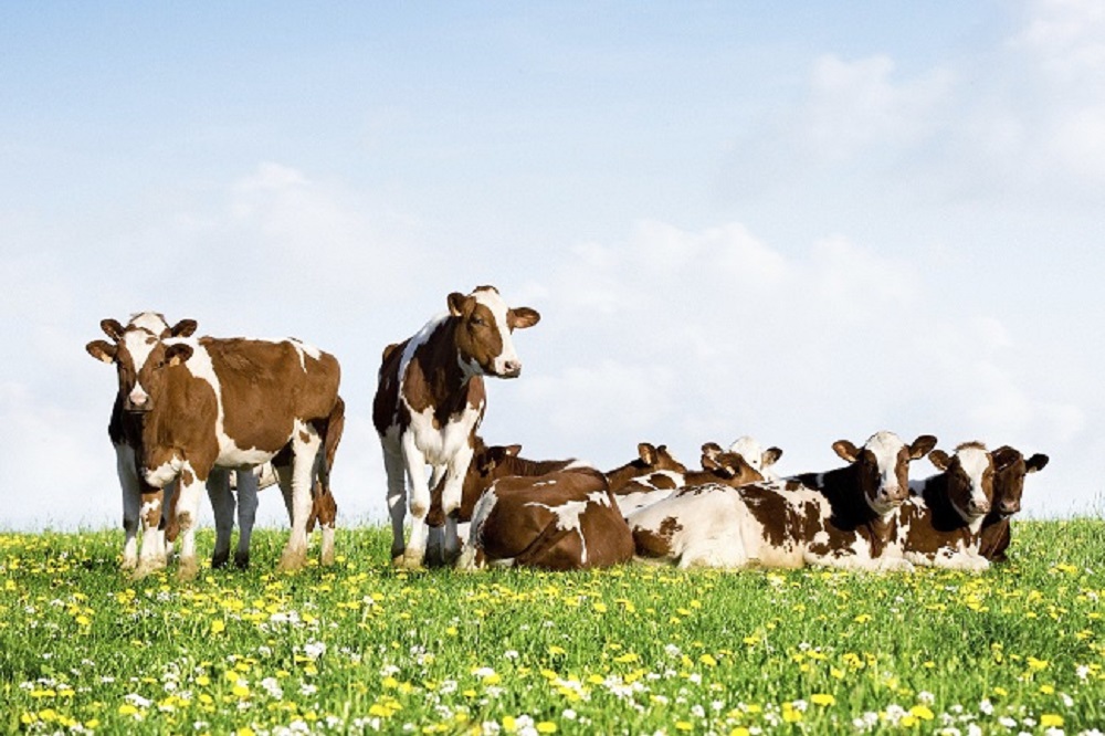 Vaccinatie tegen blauwtong is enige manier om erger te voorkomen