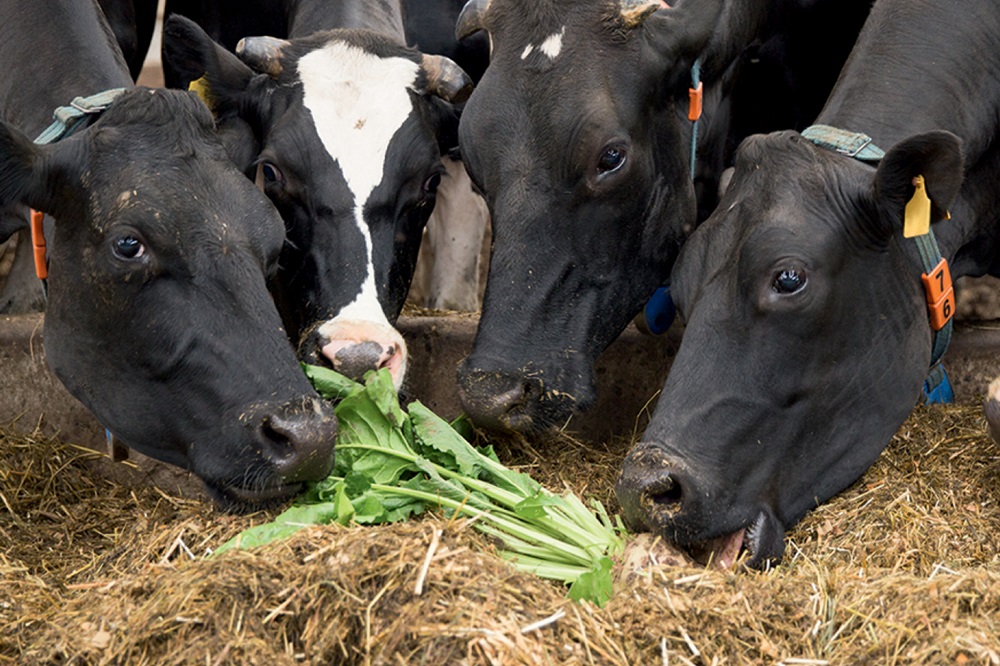 KWS Feedbeet – goedkoop én smakelijk krachtvoer