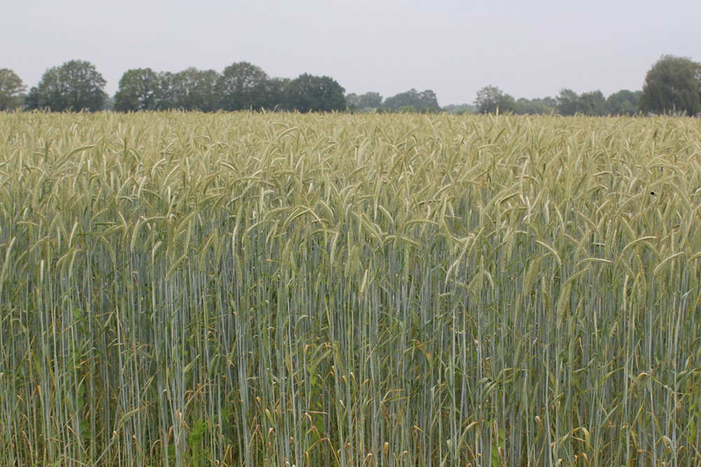 KWS Snelle Lente Rogge