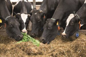 Teel het goedkoopste krachtvoer gewoon op eigen land